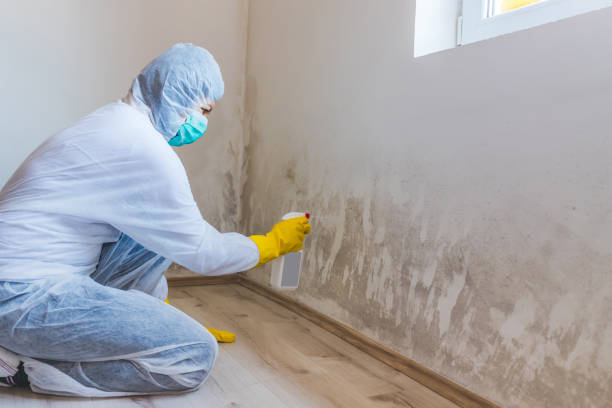Hvac And Air Duct Mold Remediation inspection of HVAC system in Seffner