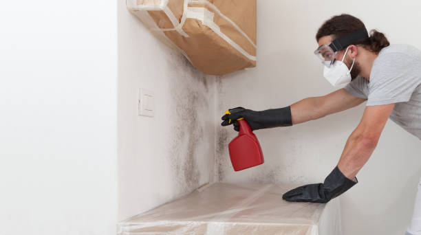 Basement Mold Remediation treatment on basement walls in Seffner