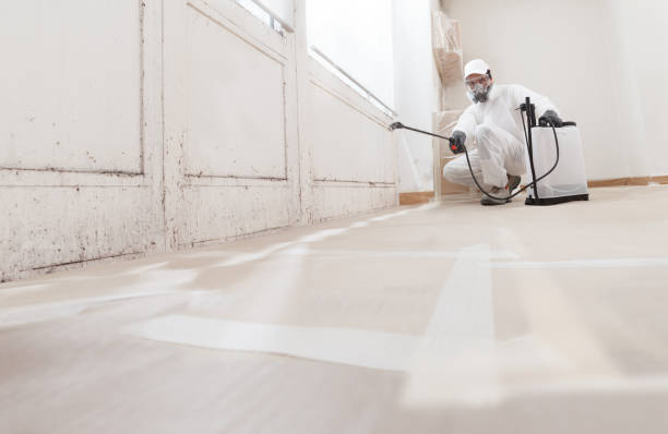 Black mold remediation team in Seffner